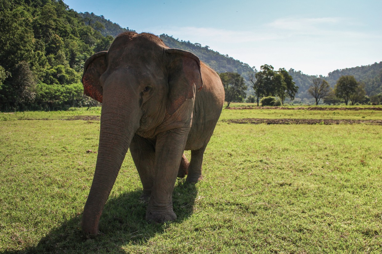 The Elephant Essay, English Essay on The Elephant