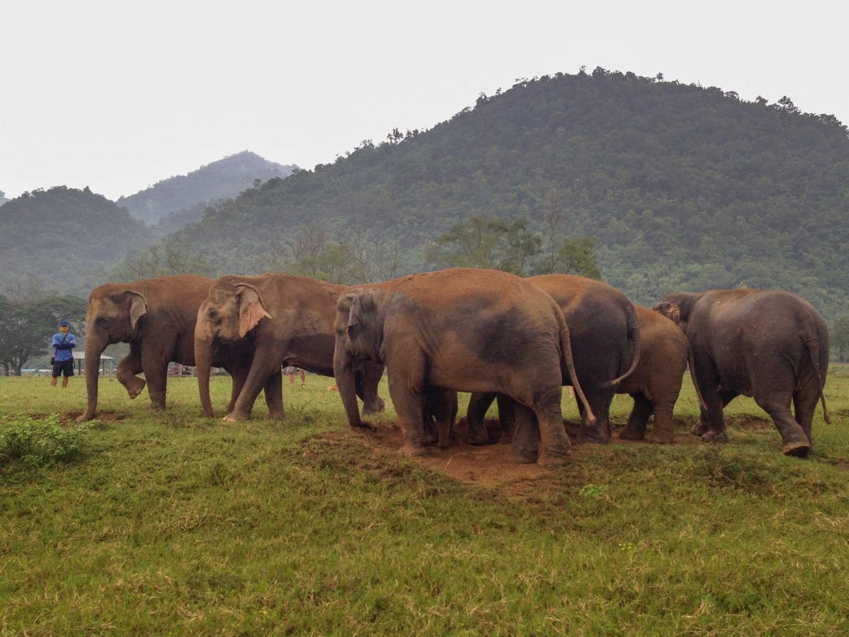 Words Short Essay on the Elephant for kids