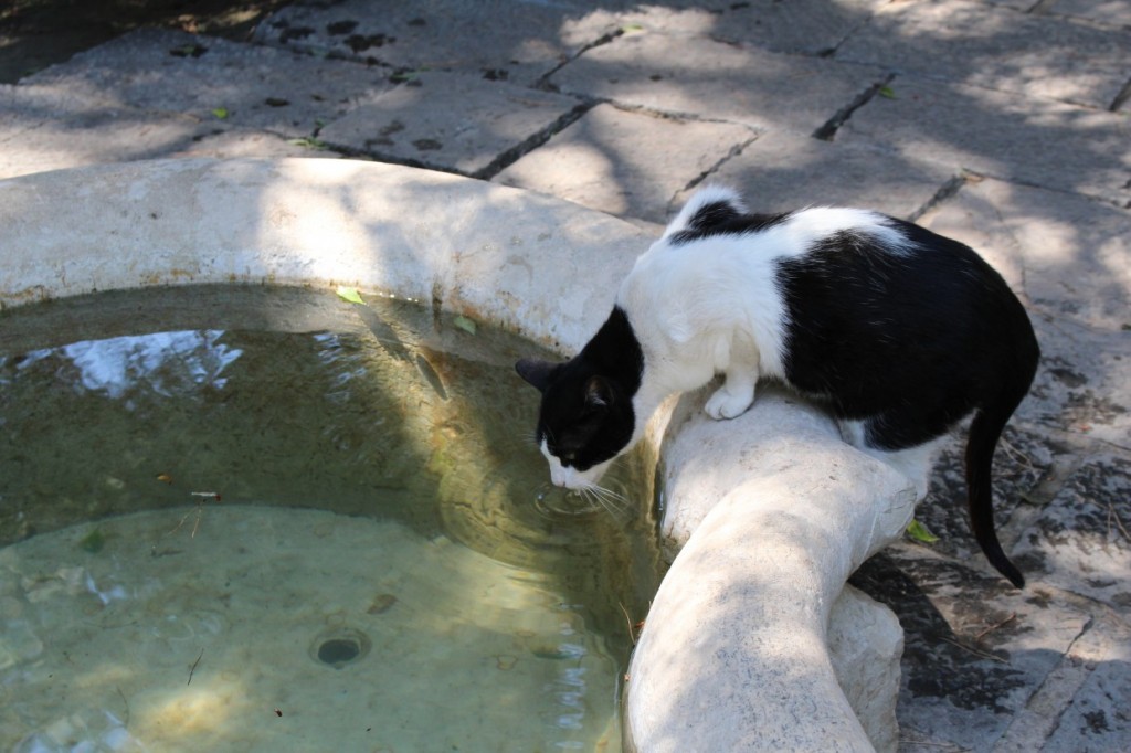 Cat drinking from pond, Lisbon
