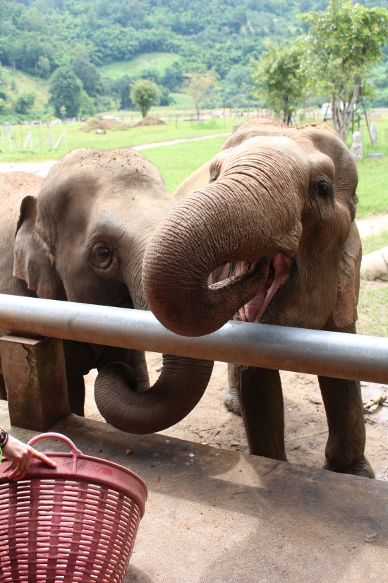 Elephants eating