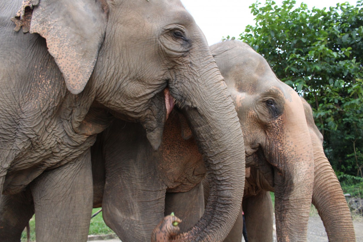 Elephants at the Elephant Nature Park