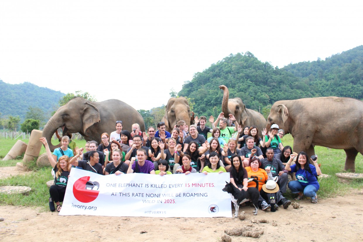 Volunteer Elephant Nature Park
