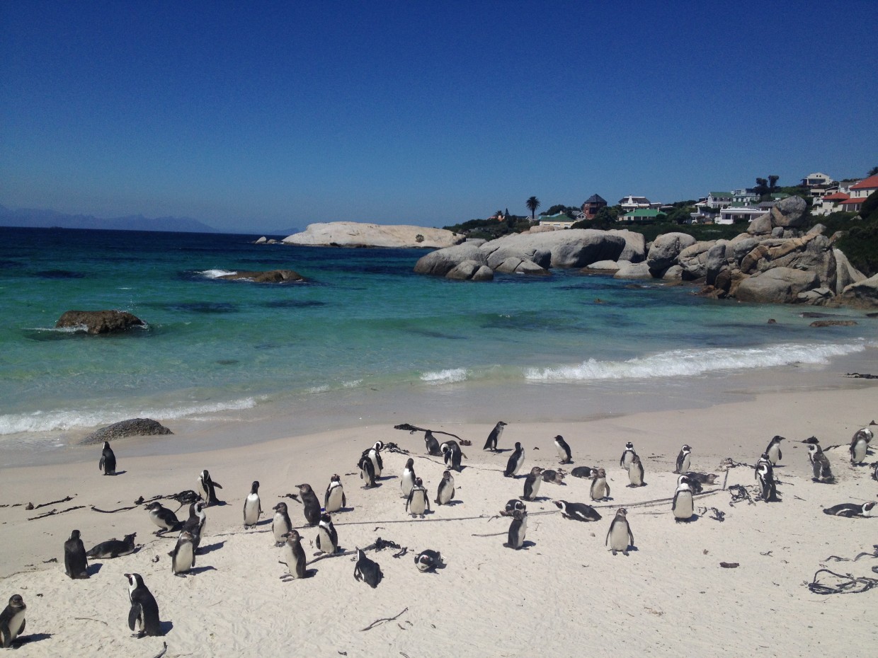 Boulders Beach African Penguins