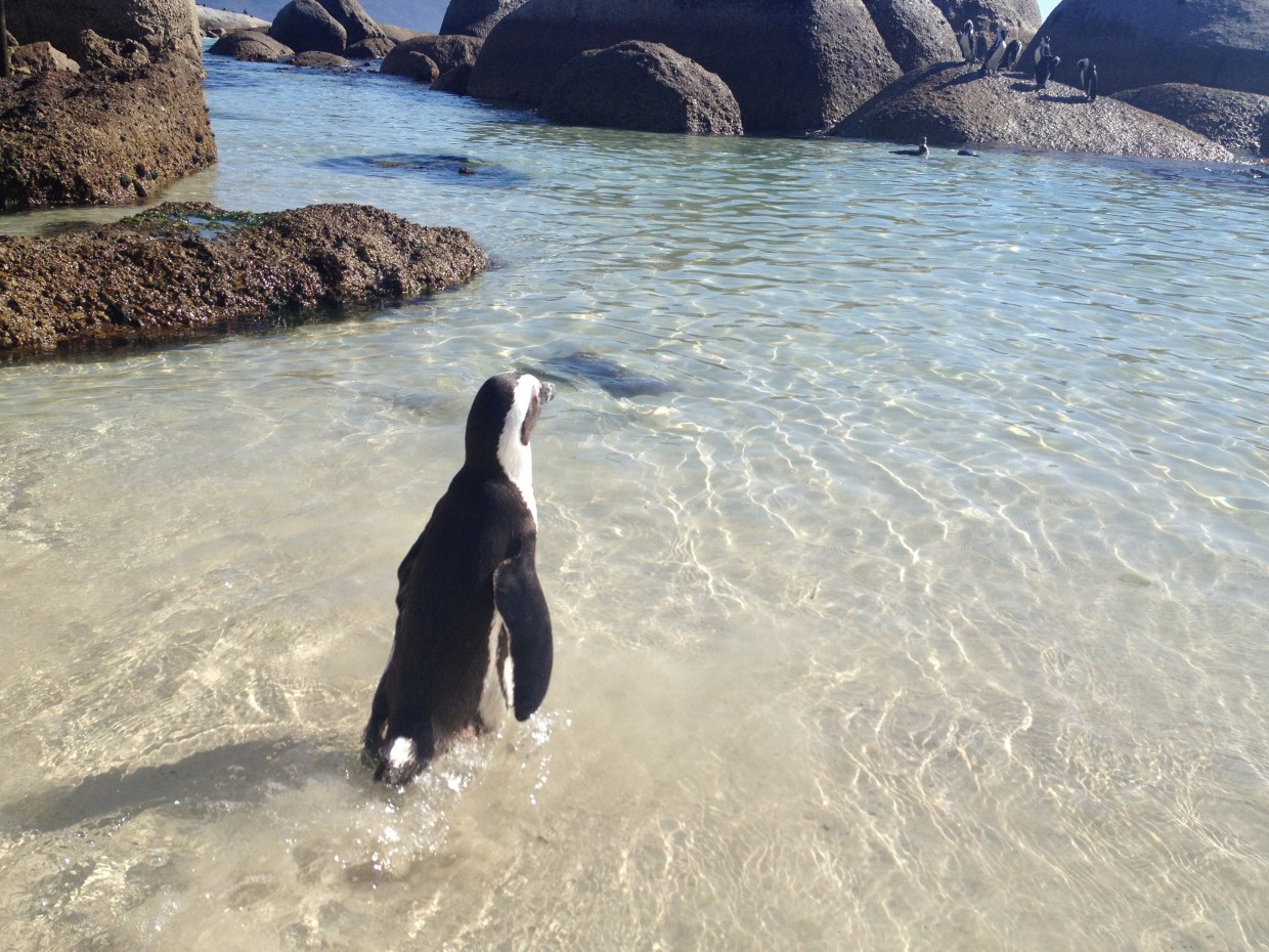 Boulders Beach penguin in water