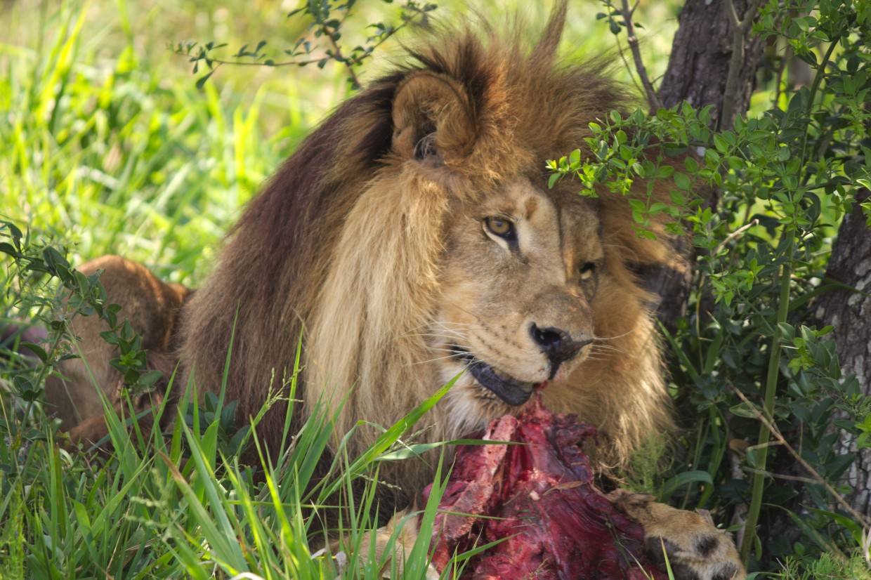 Brutus eating at the Born Free center