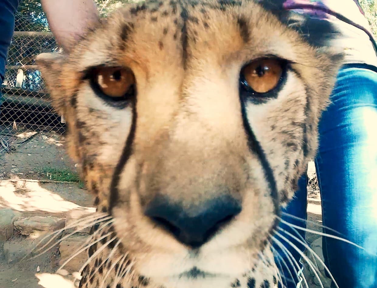 Cheetah close up Cango Wildlife Ranch