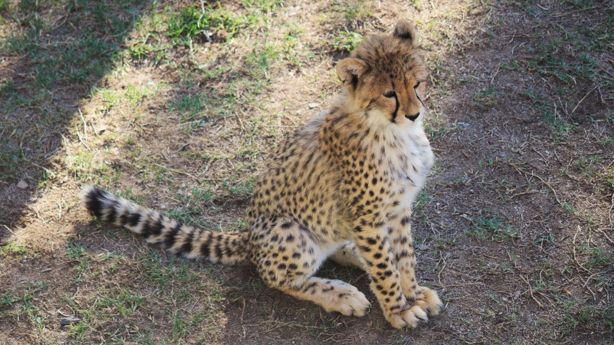 Cheetah cub sitting