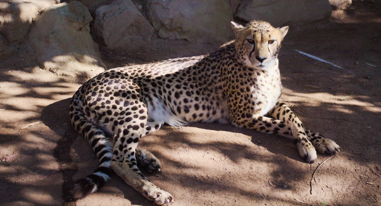 Cheetah relaxing Cango Wildlife Ranch
