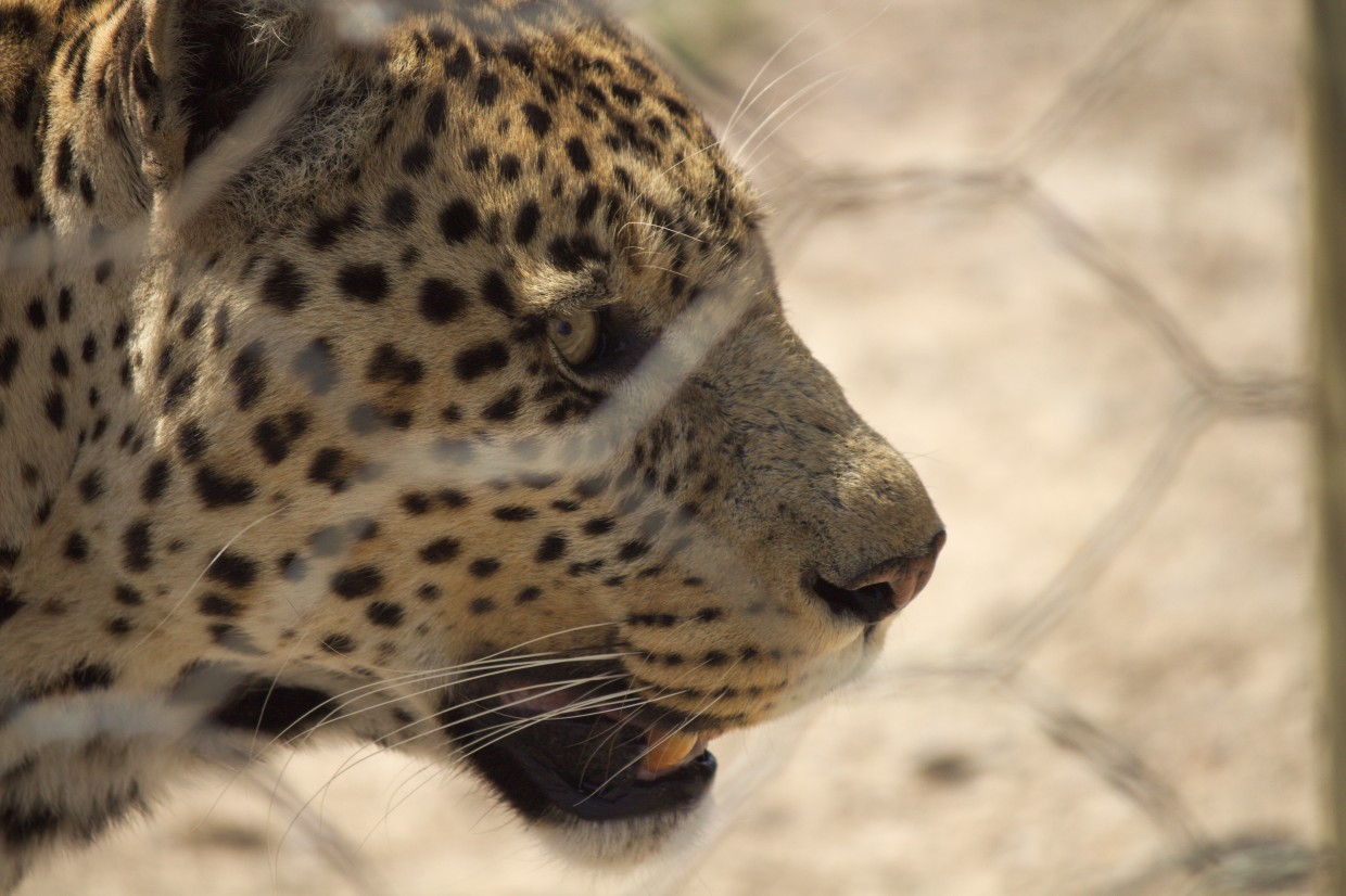 Close-up leopard
