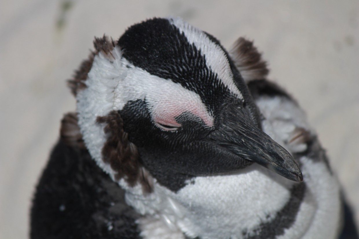 Close up penguin at Boulders