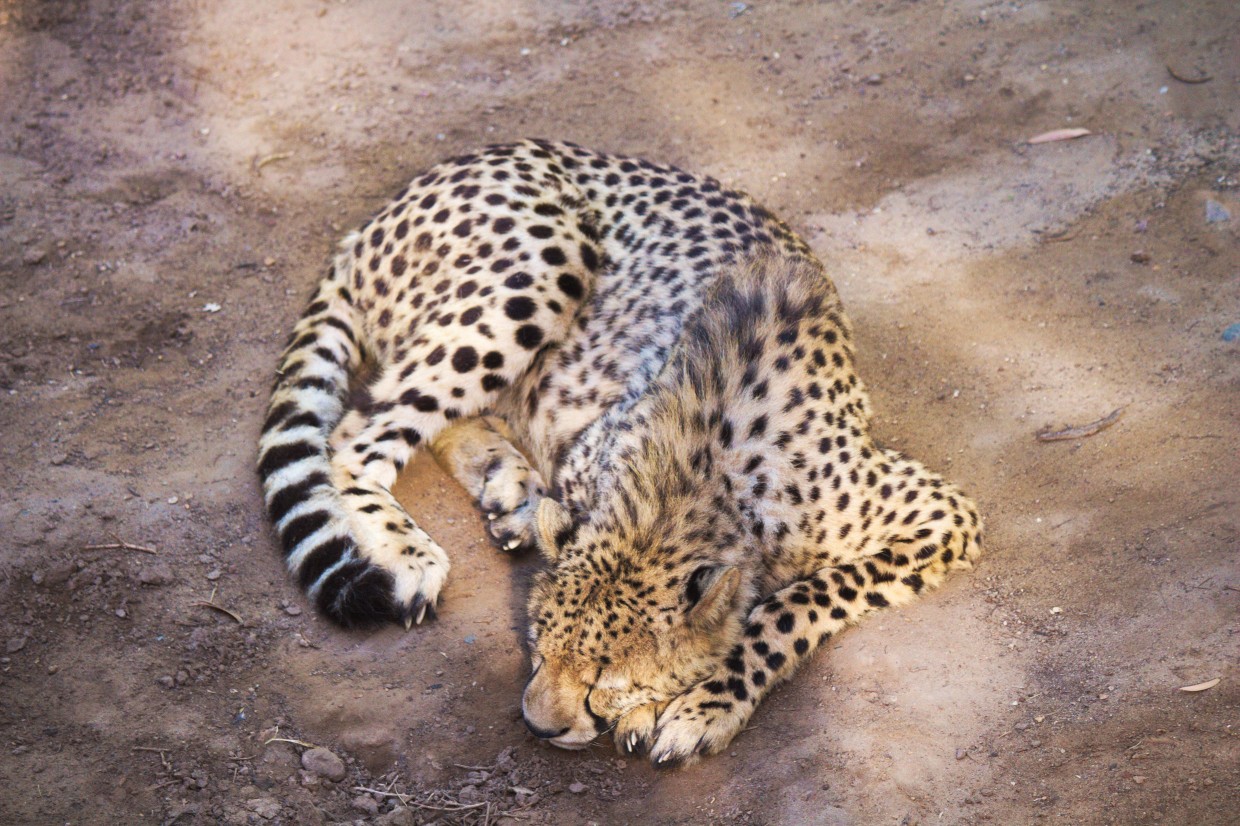 Cub lying down Cango Wildlife Ranch