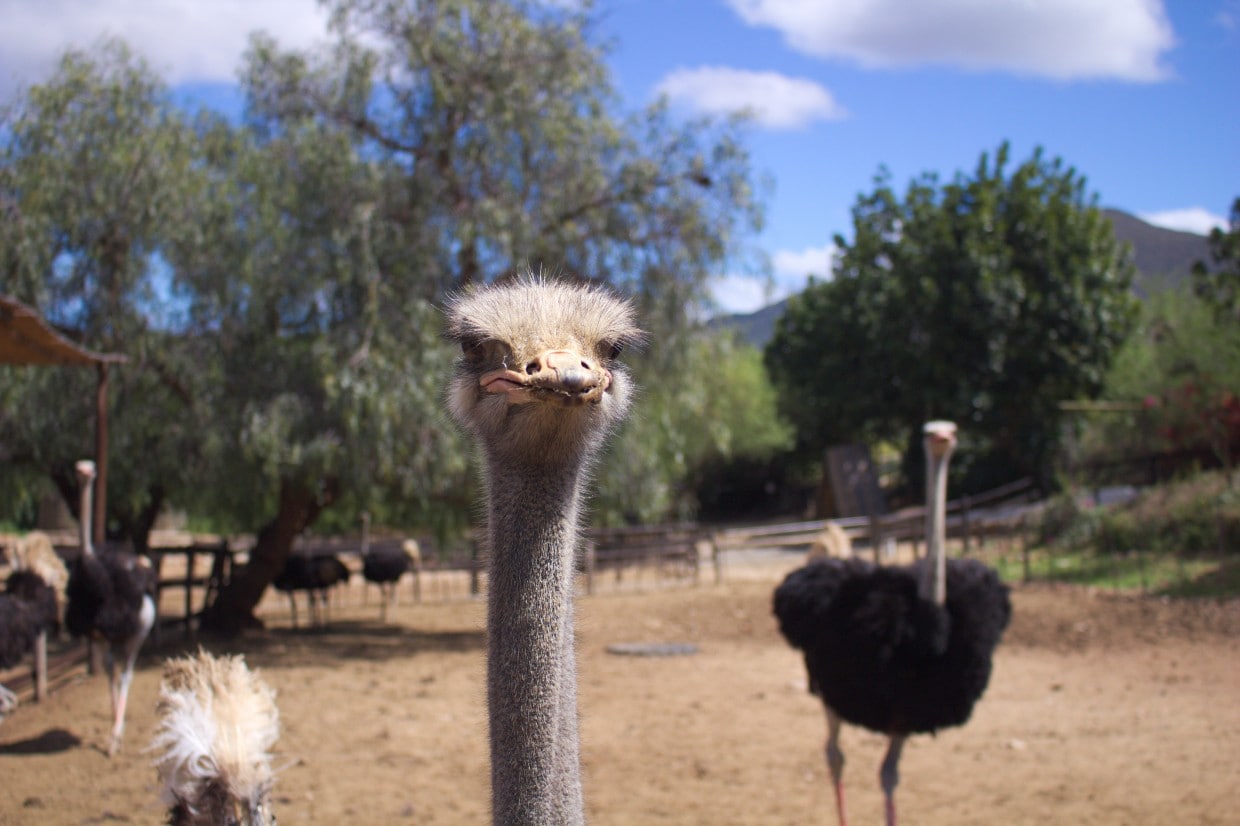 Curious ostrich