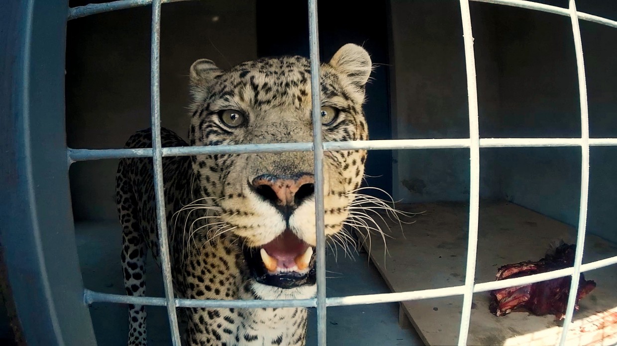 Cute leopard close up