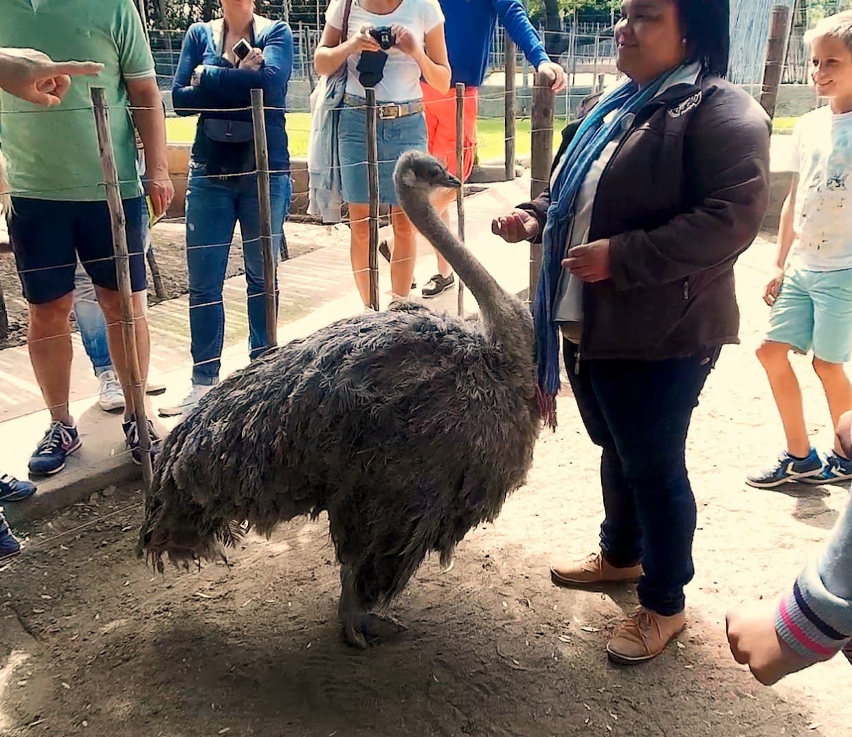 Dwarf ostrich