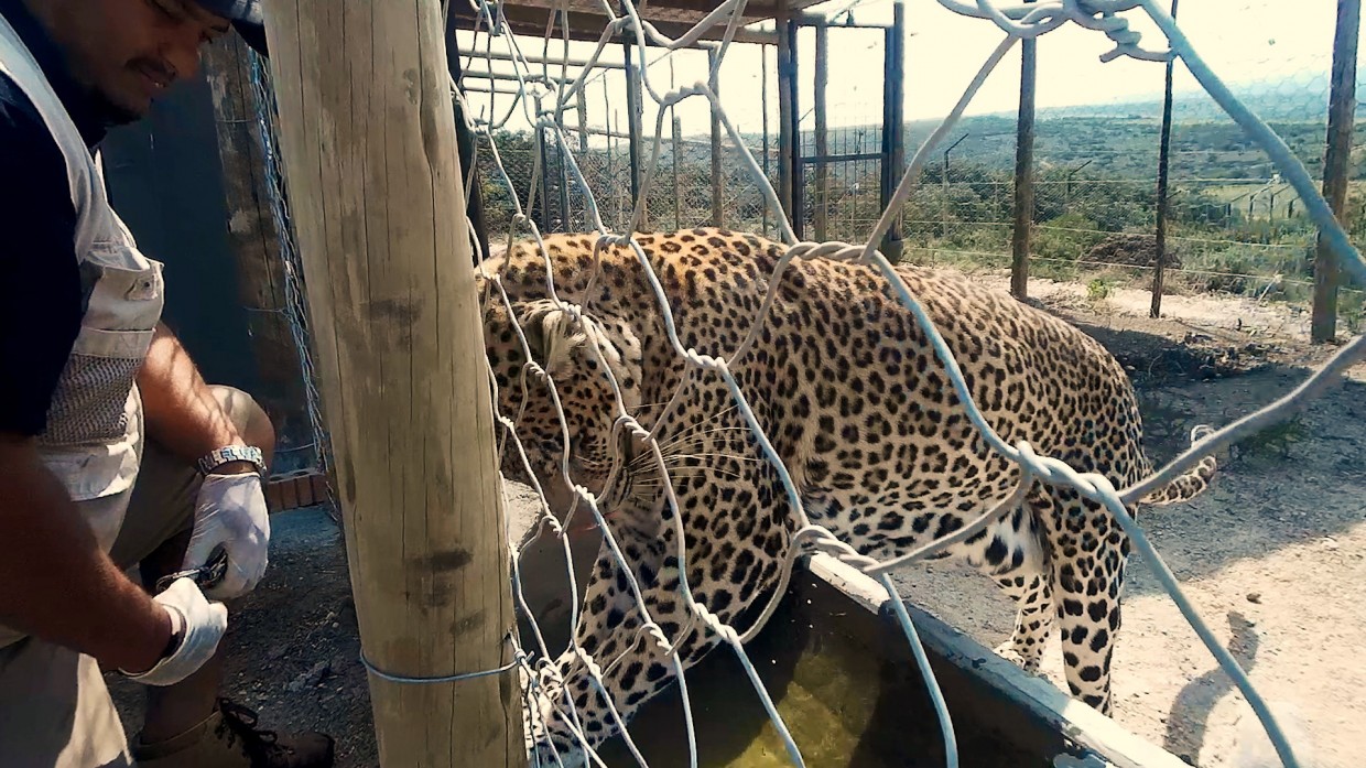 Glen and one of the leopard triplets