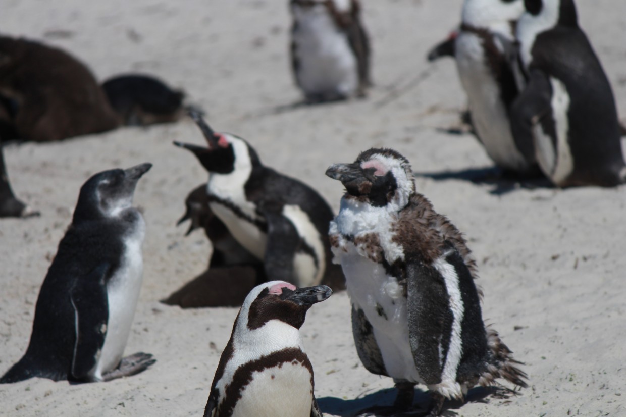 Group of penguins at Boulders Beach