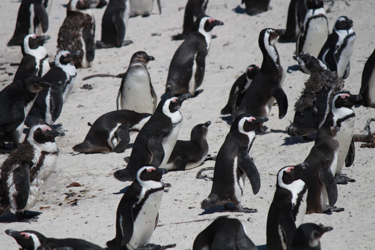 Group of penguins at Boulders