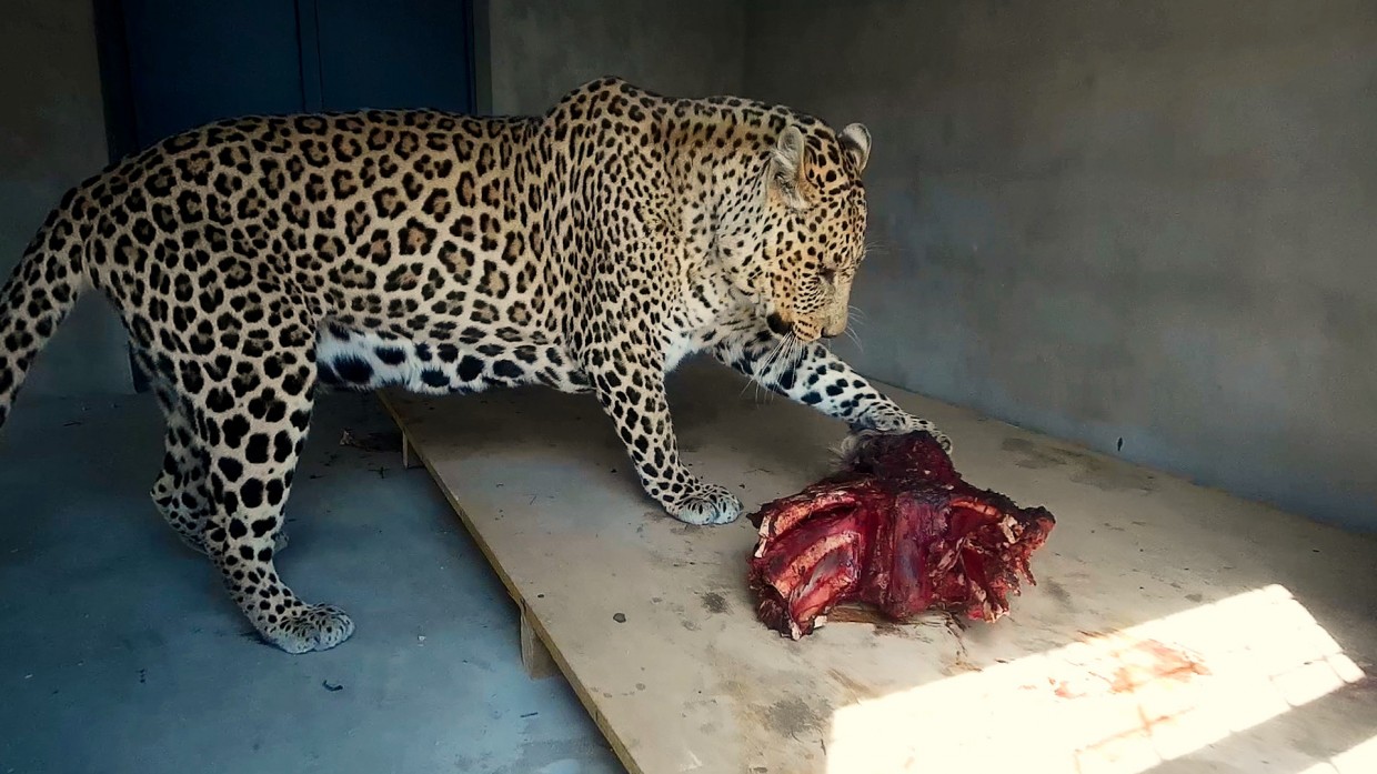 One of the leopard triplets poking his food