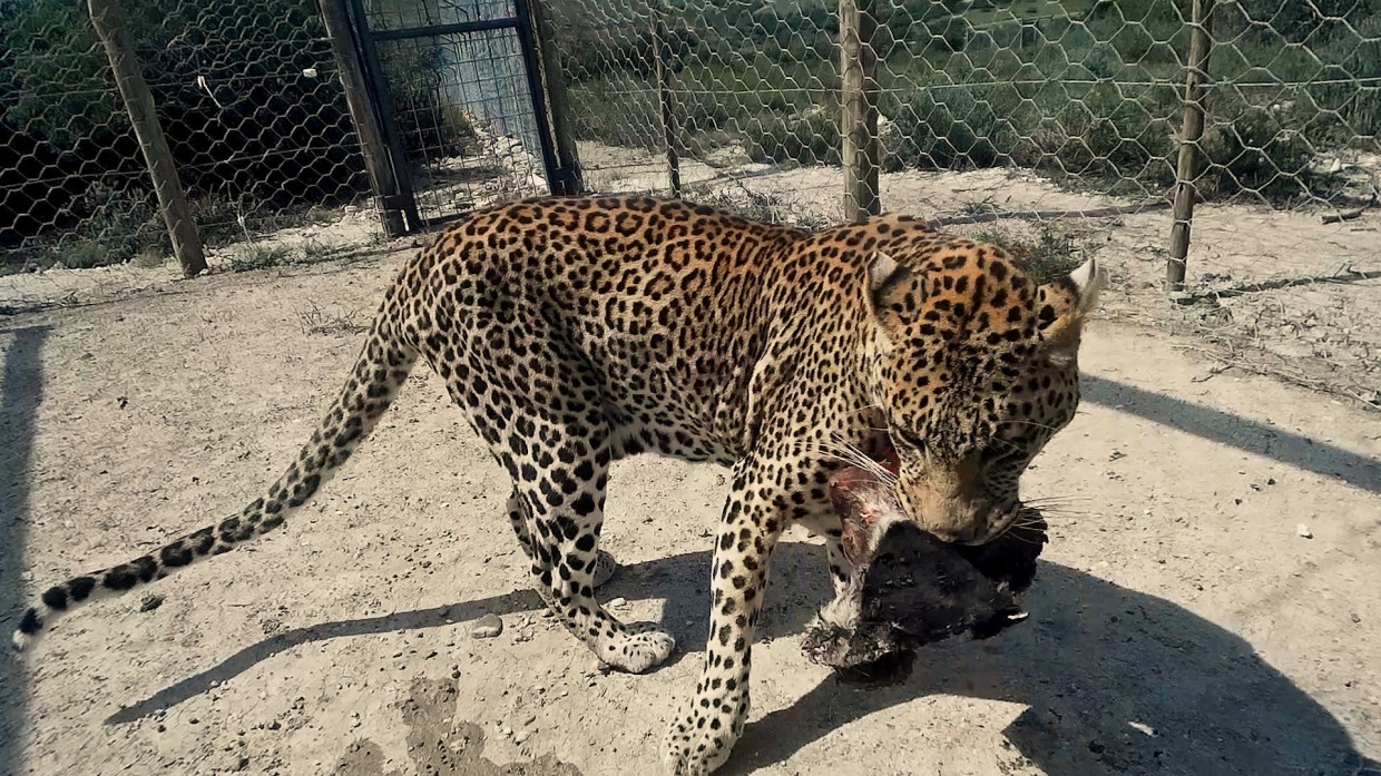 Leopard with his lunch
