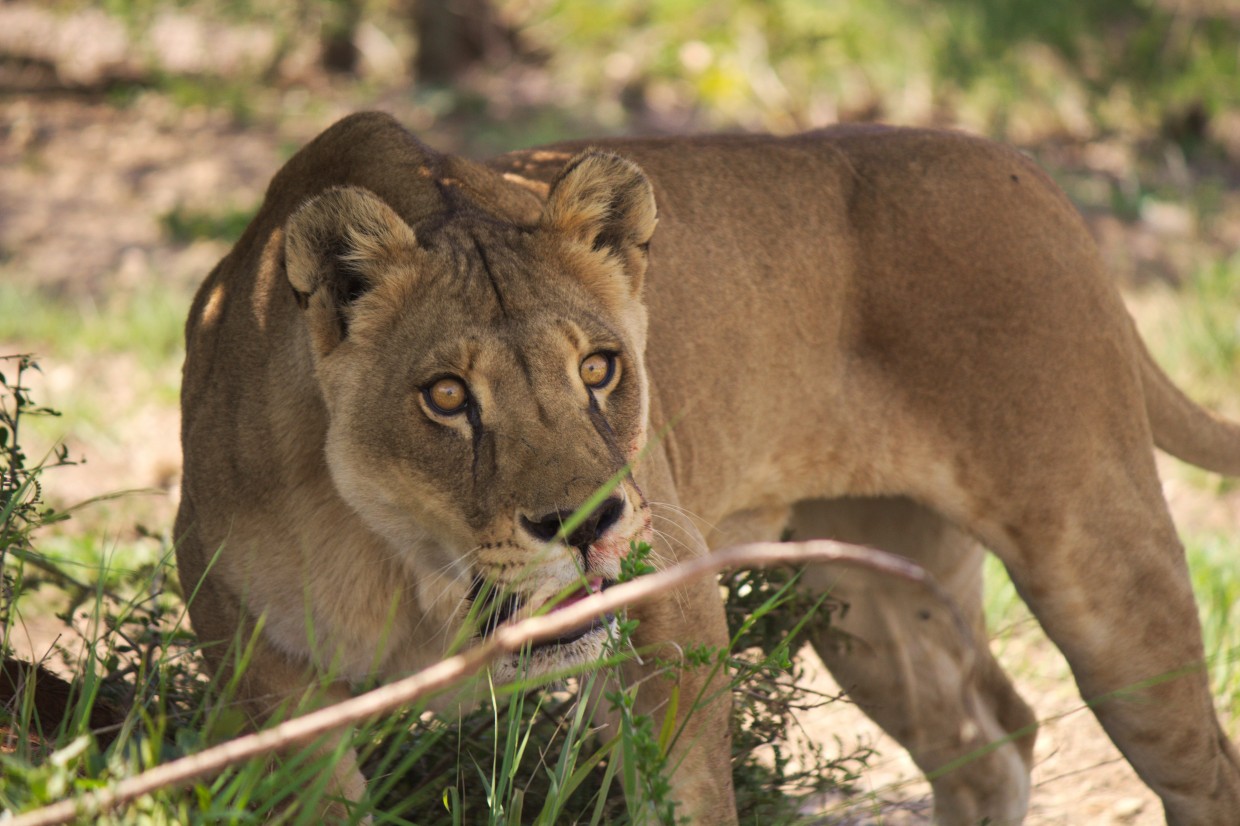 Lioness at Born Free center