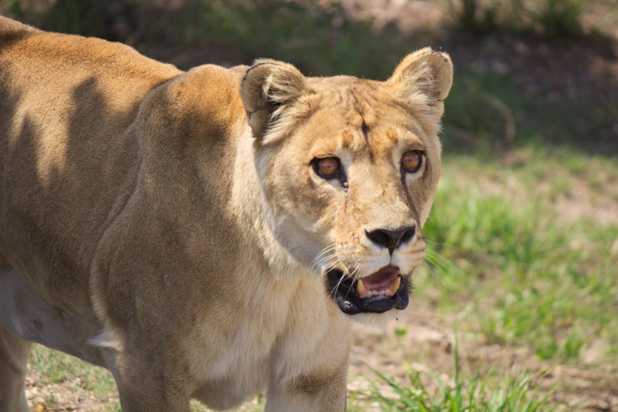 Lioness at Shamwari