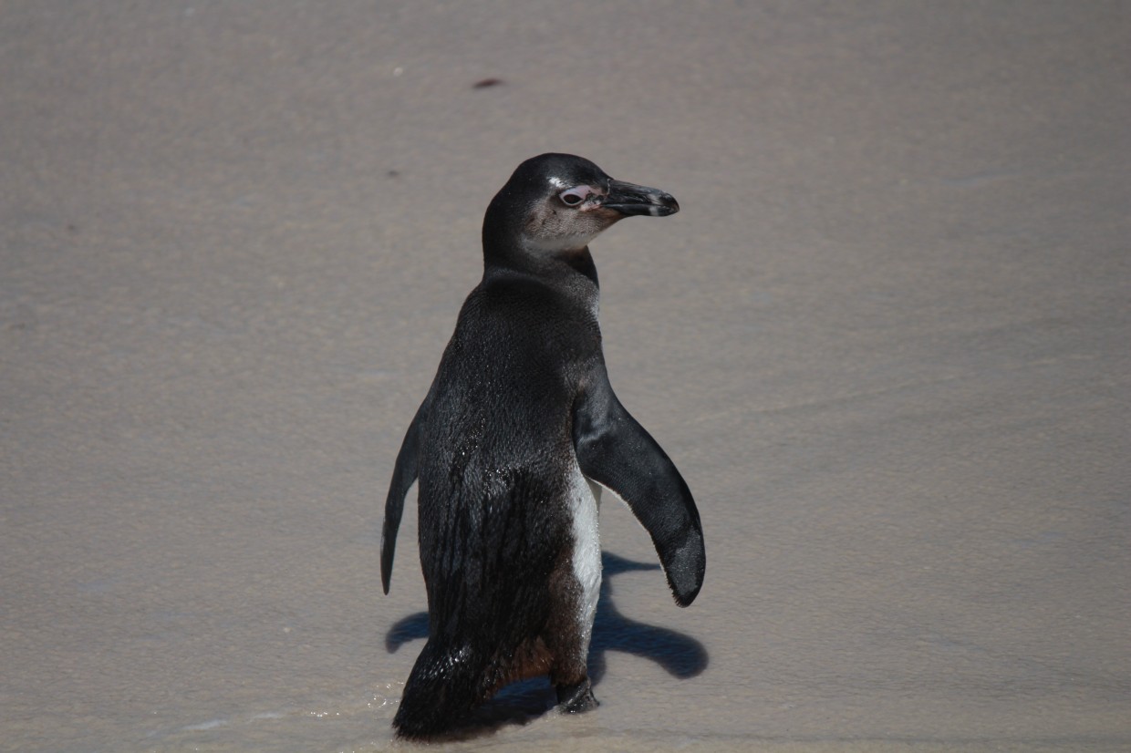 Lonely penguin at Boulders