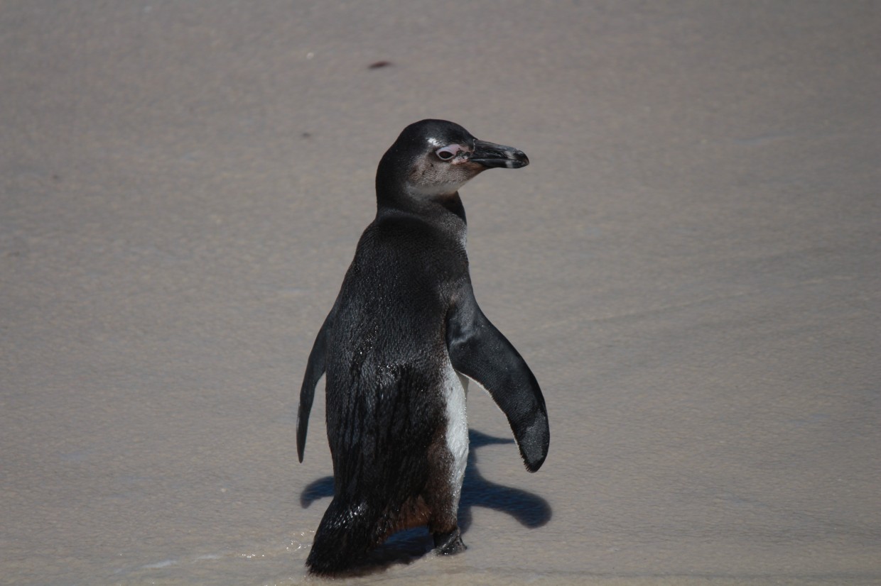 Lonely penguin at Boulders