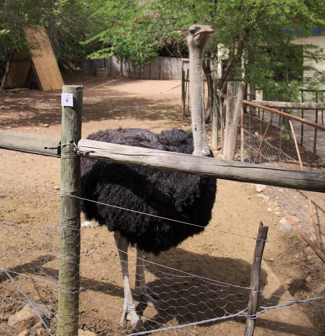 Male ostrich