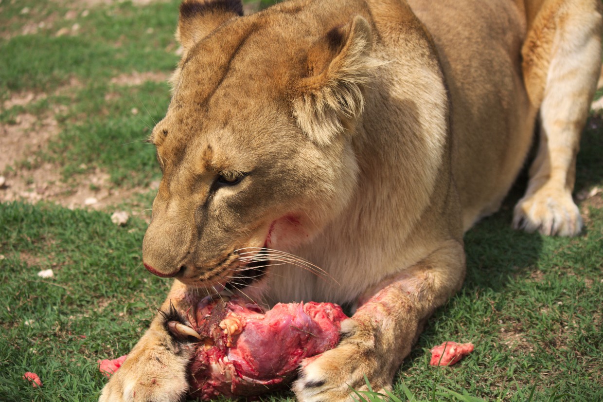 Marina chewing on her food