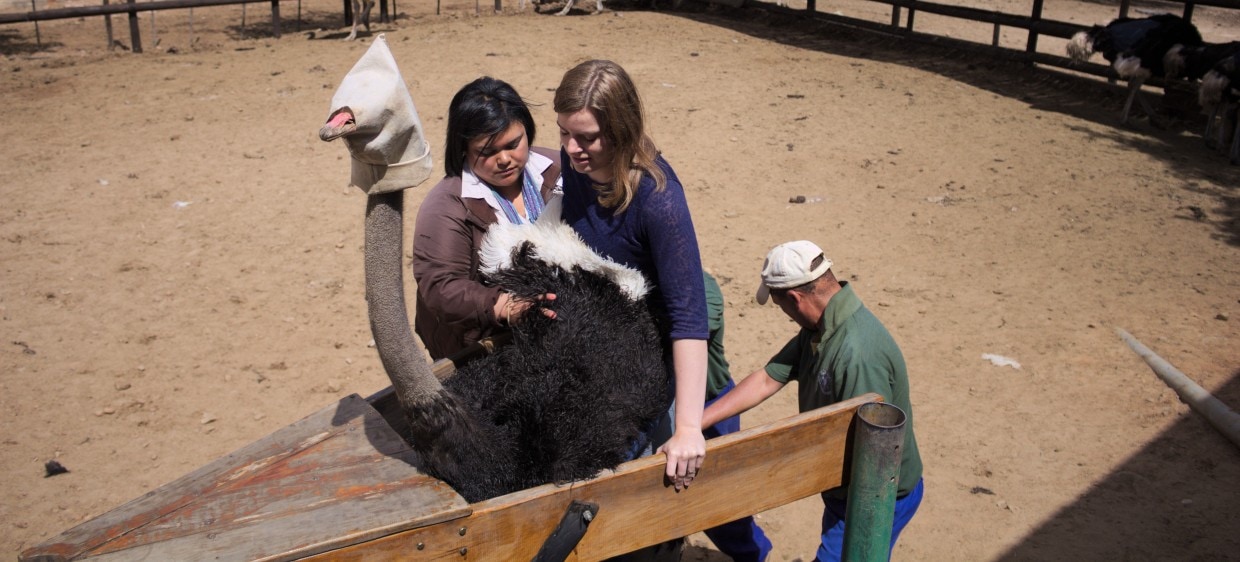 ostrich riding in South Africa