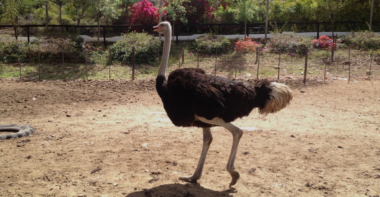 Ostrich Cango Ostrich Farm