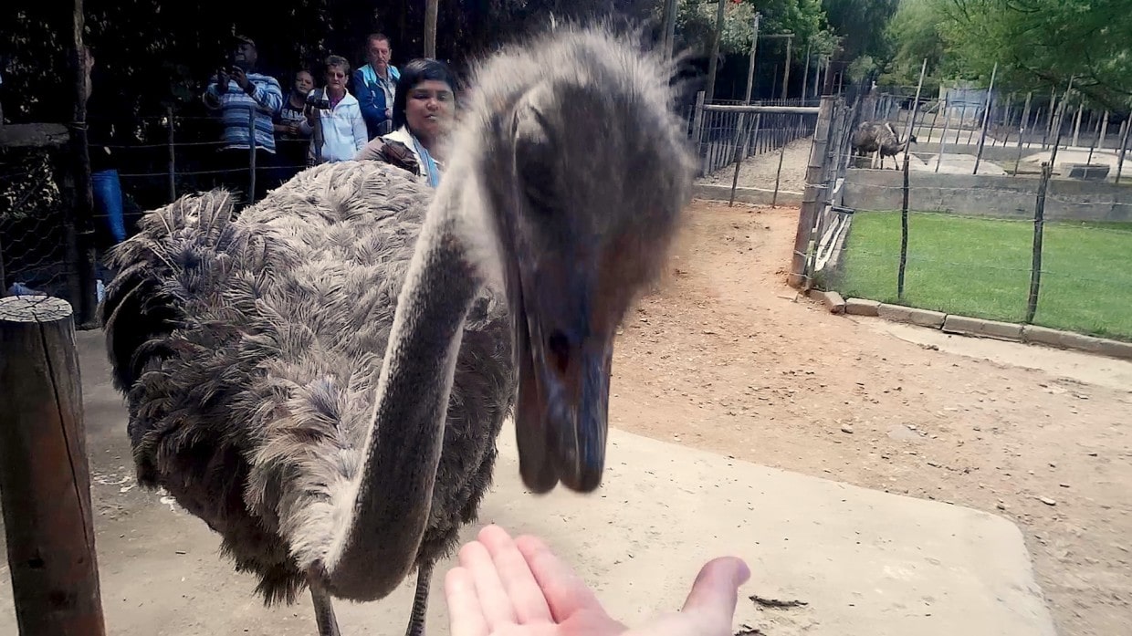 Ostrich eating pellet