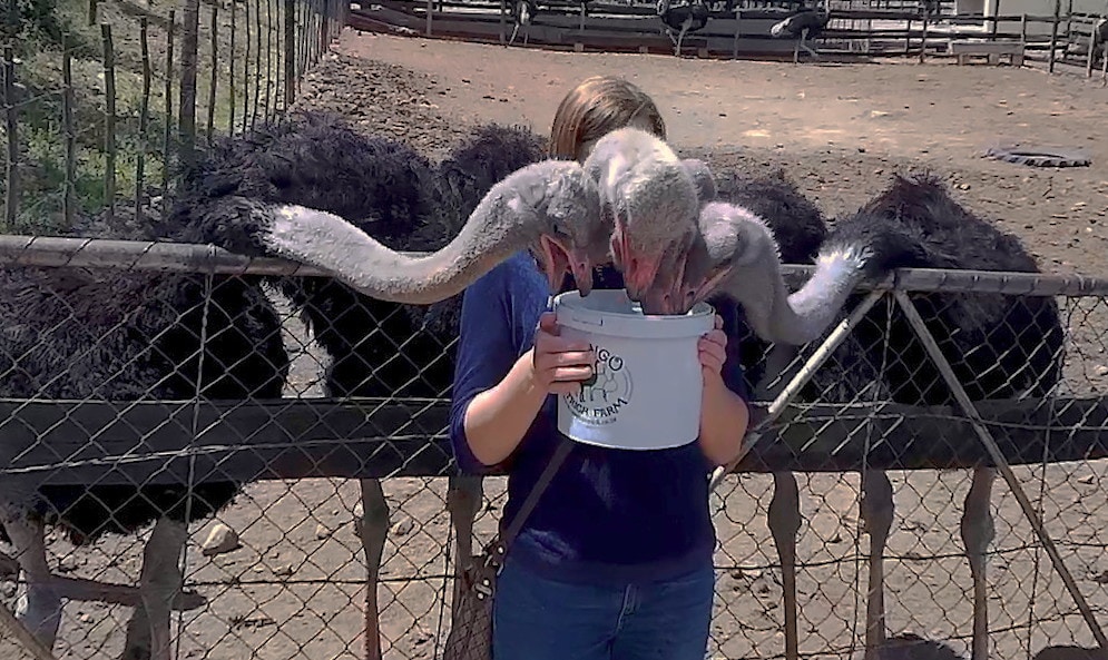 Ostrich feeding frenzy