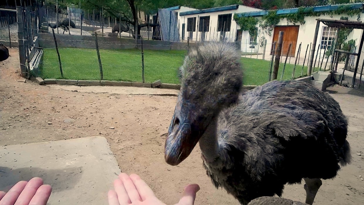Ostrich ready to eat out of hand