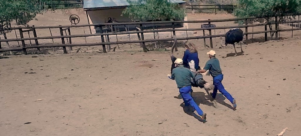 Ostrich riding Cango Ostrich Farm