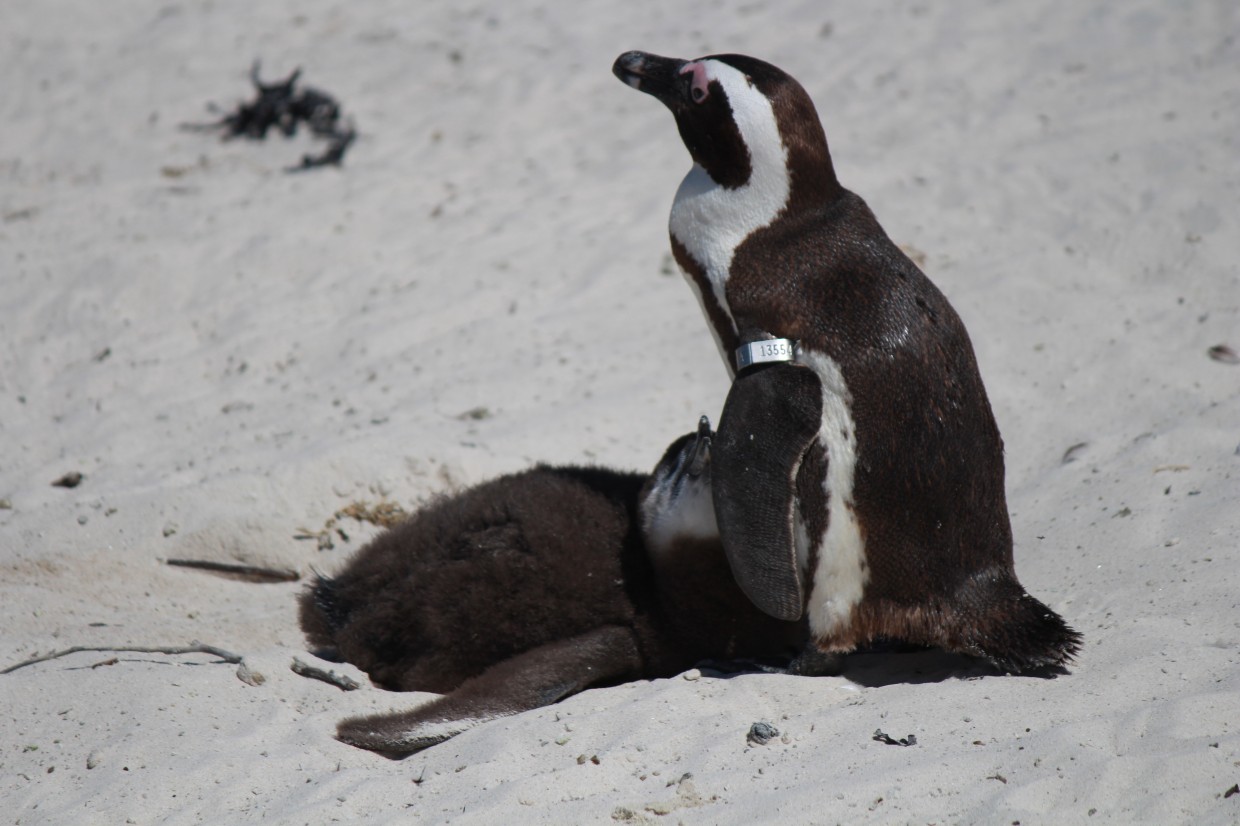 Penguin chick at Boulders