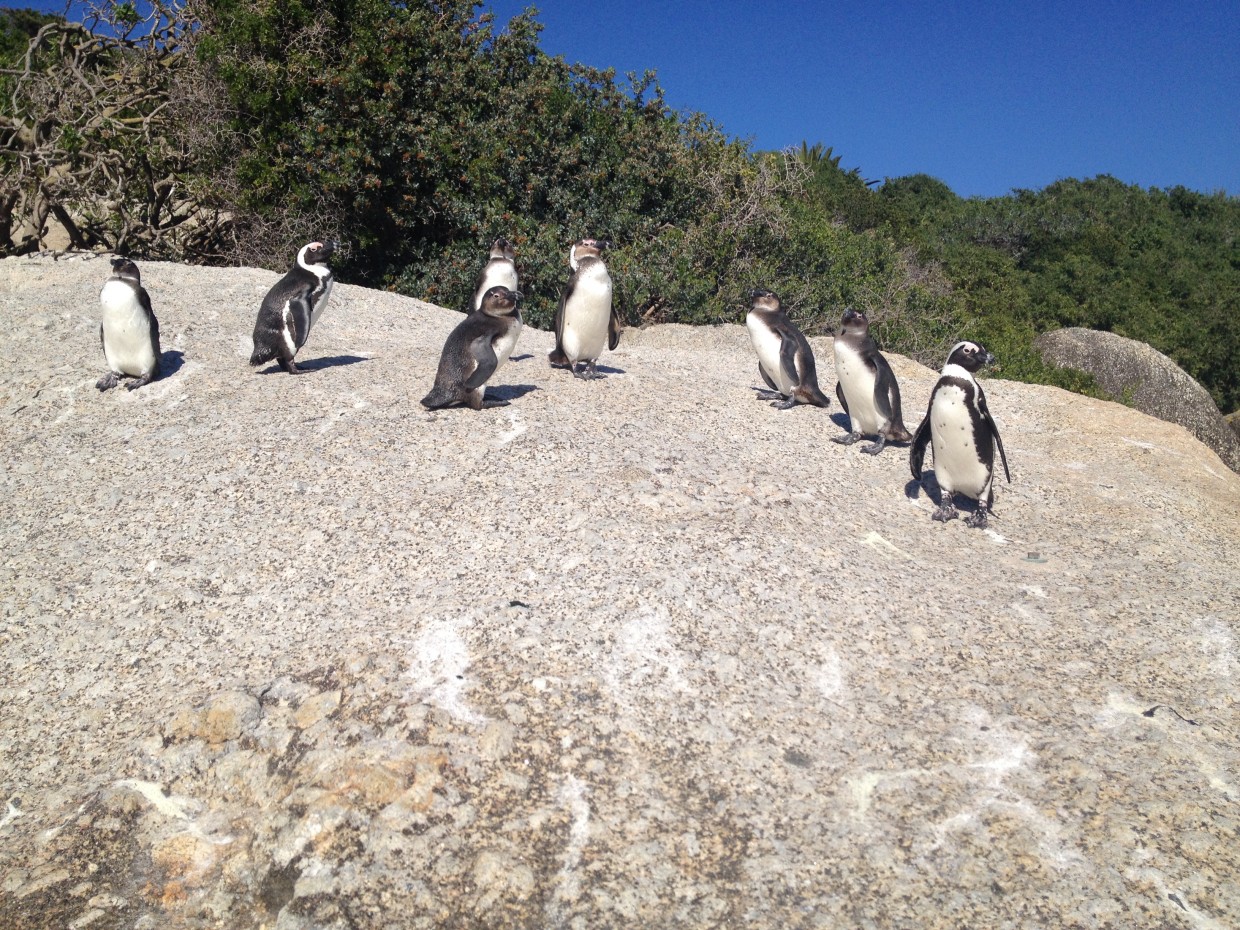 Boulders Beach Penguins