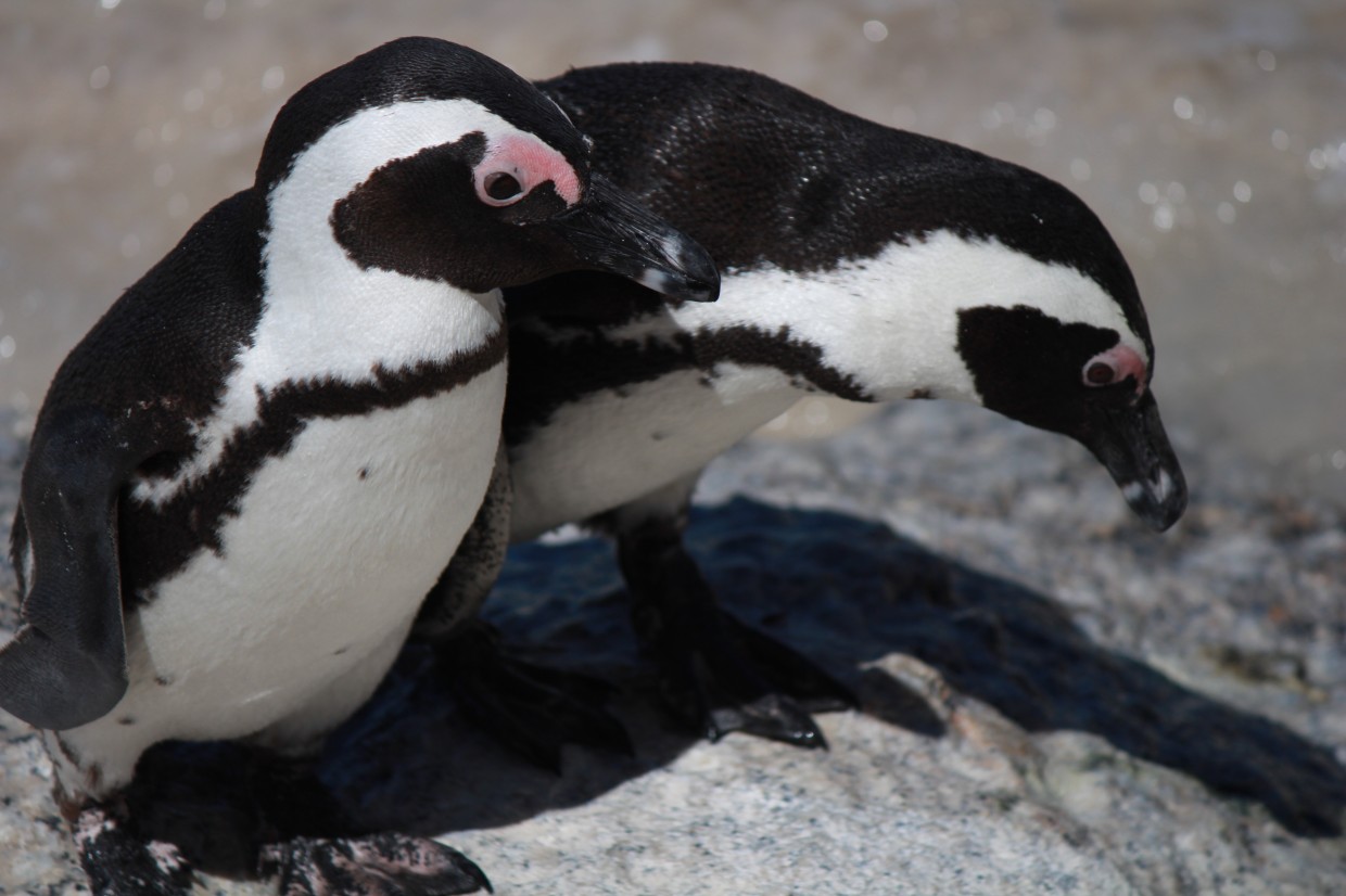 Penguins at Boulders closeup