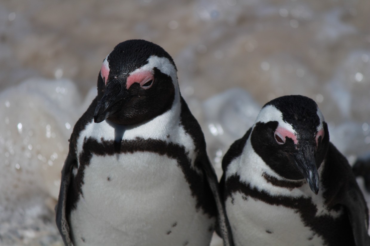 Penguins at Boulders