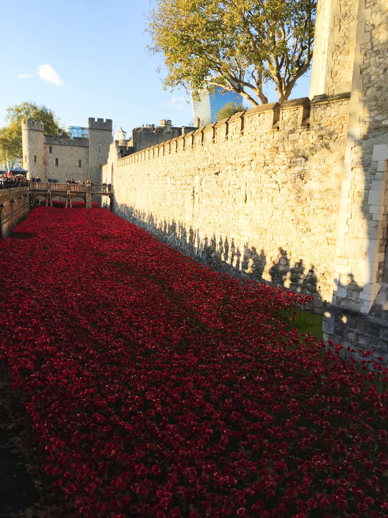 Poppies at the Tower of London