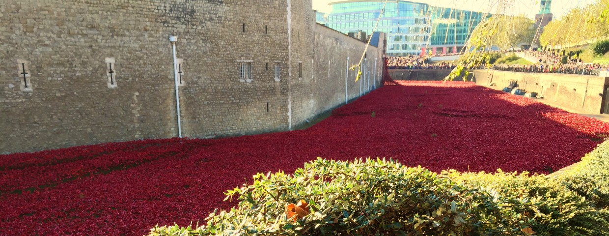 Poppy carpet