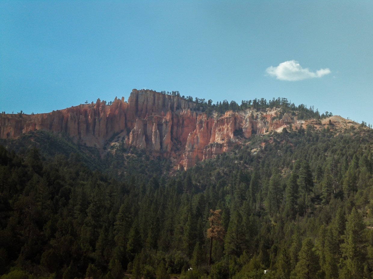 Bryce Canyon forest