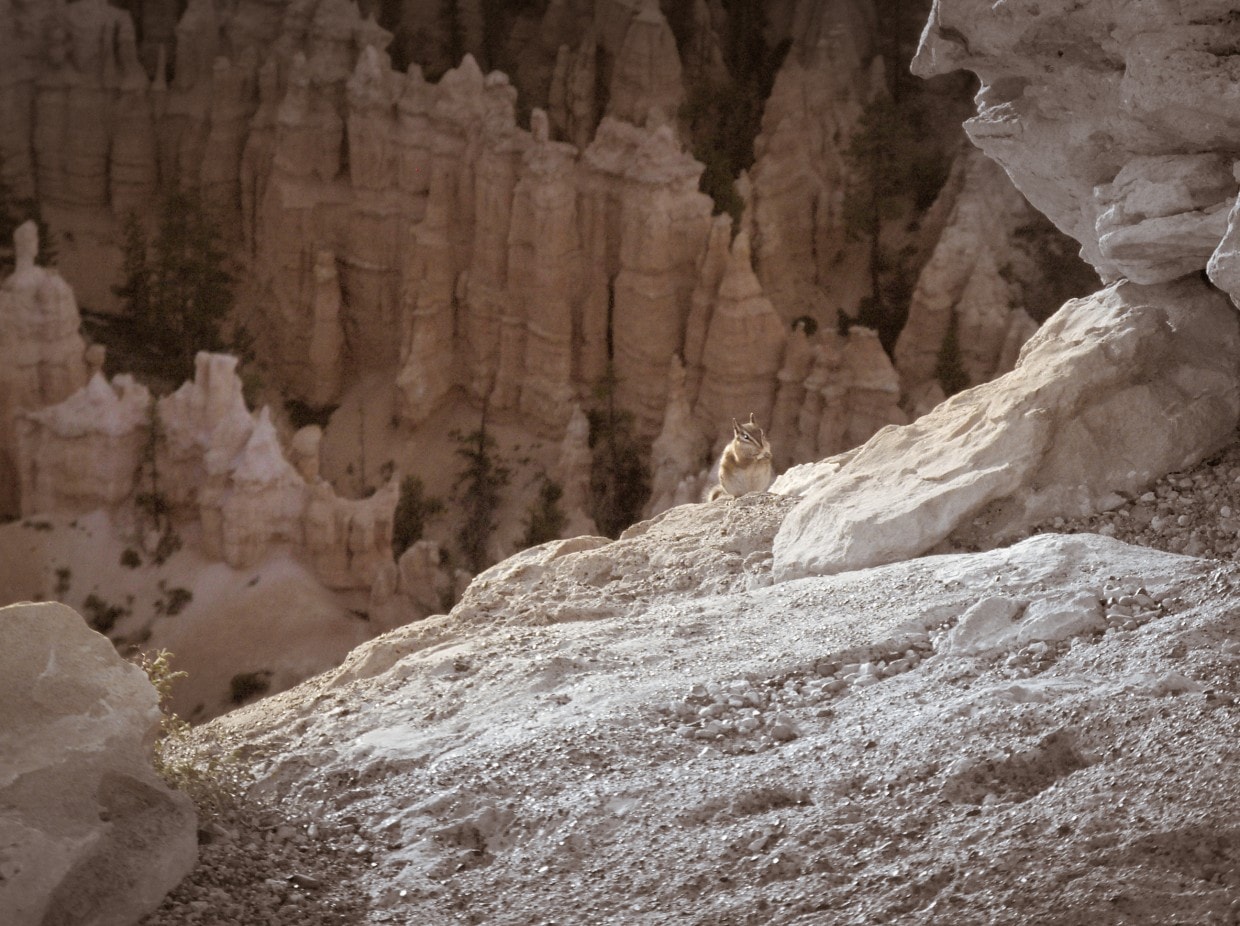 Chipmunk Bryce Canyon