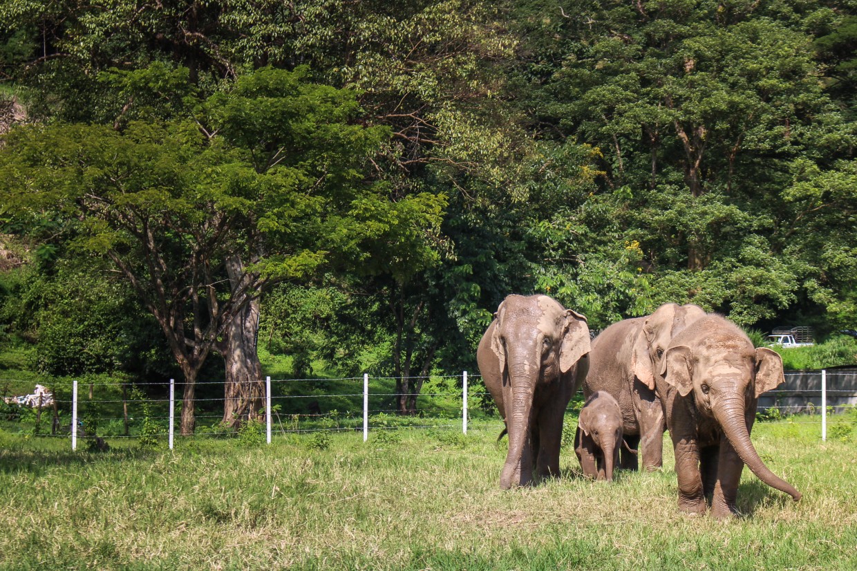 essay on elephant essay on elephant