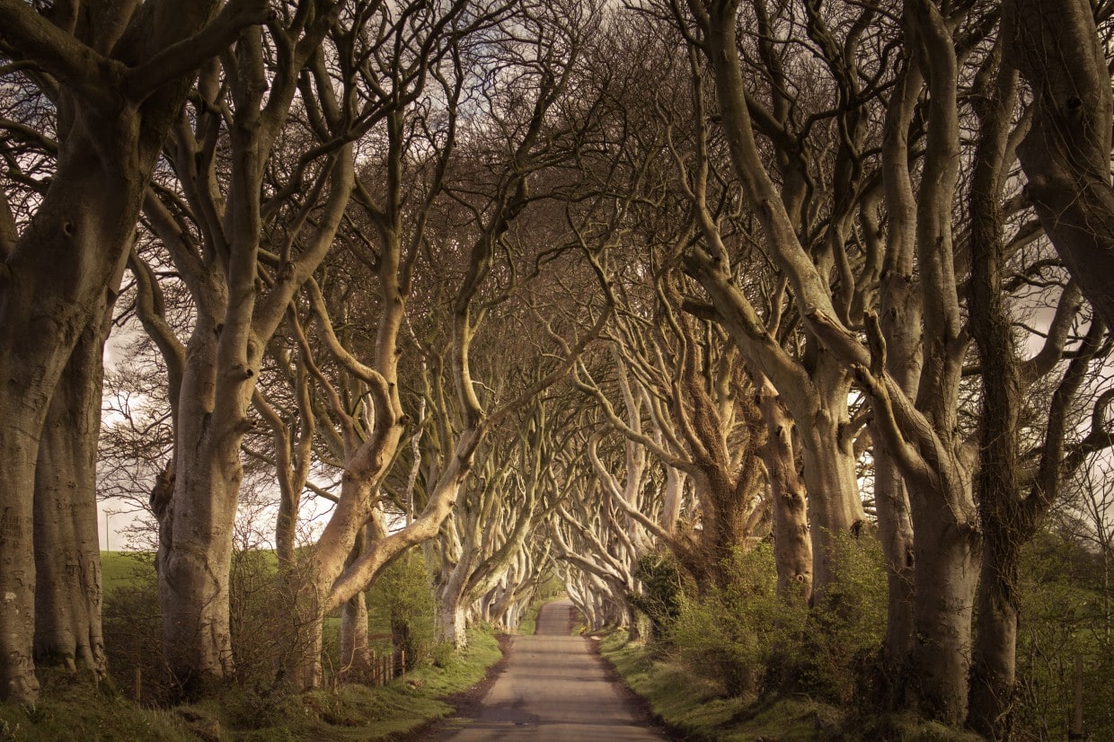 Dark Hedges, Northern Ireland