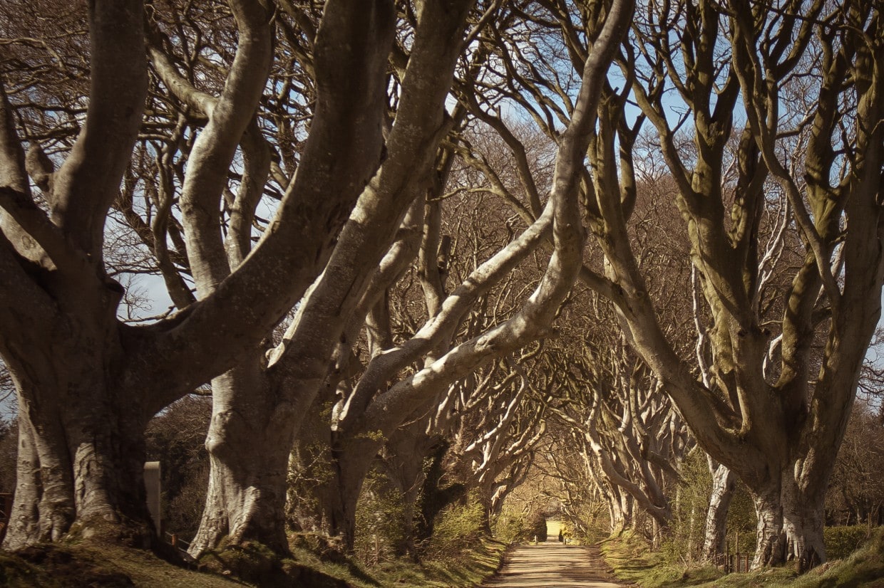 Dark Hedges with road