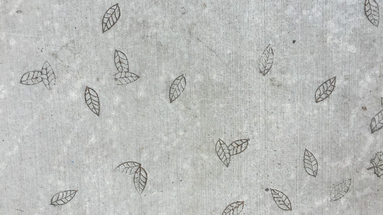 Leaf imprint, Vancouver