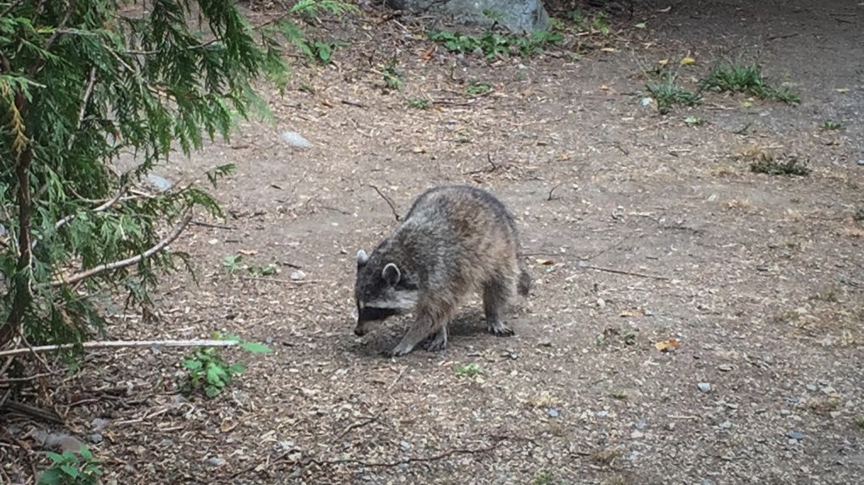 Raccoon in Stanley Park, Vancouver