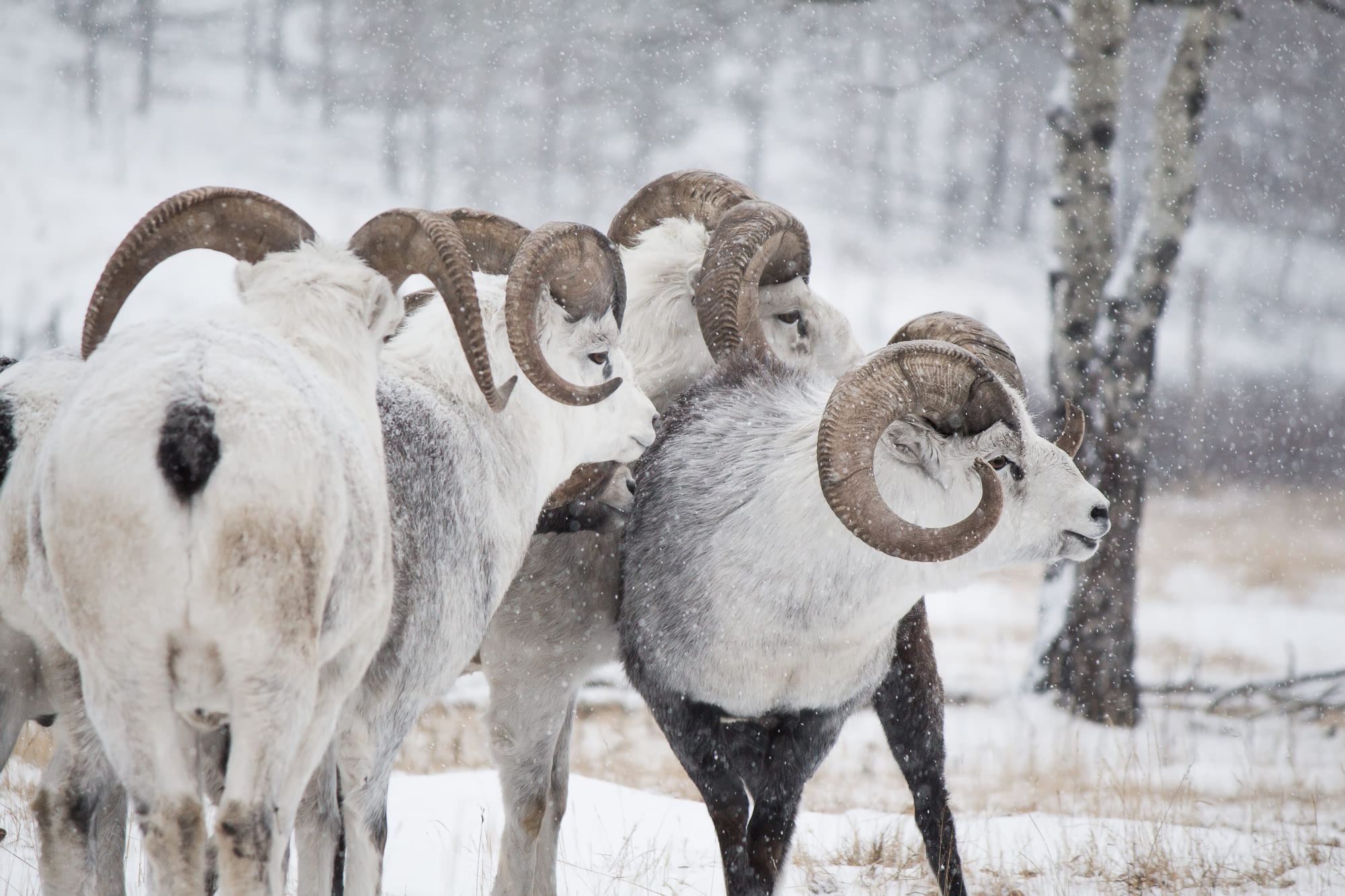 Meet the Animals From the Yukon Wildlife Preserve | Non Stop Destination