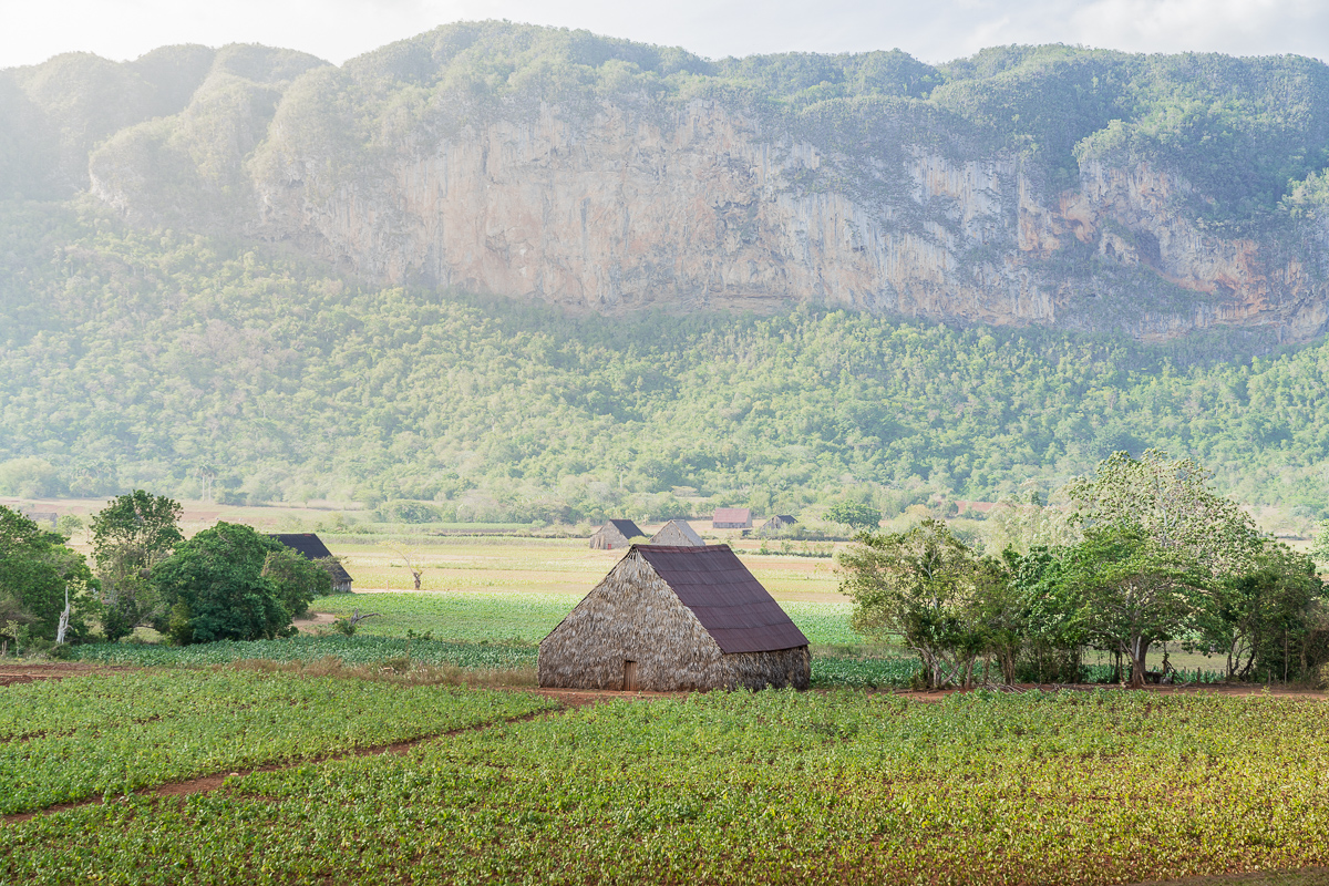 Vinales mogotes tobacco Cuba